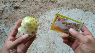 Cara Membuat Pupuk Alami untuk Mengatasi Tanaman Kuning dan Kerdil