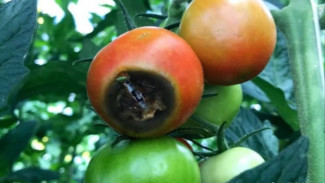 Penyebab Buah Tomat Busuk Sebelum Dipetik, Ini Solusinya!