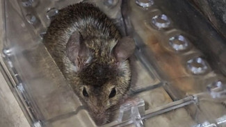 Ruangan Berubah Jadi Sarang Tikus? Ini Langkah Pembersihan Totalnya!