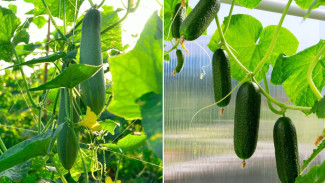 Waktu Terbaik Menanam Timun dan Kacang Panjang, Dijamin Nggak Boncos, Harga Bisa Melejit Setelah Lebaran!
