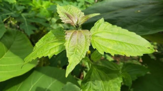 Sering Dibenci Petani, Gulma Balakacida Ternyata Bisa Jadi Pupuk Paling Super
