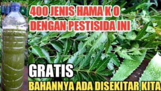 Tak Perlu Beli Pestisida Mahal, Berikut Cara Basmi Hama dengan Daun Mimba!
