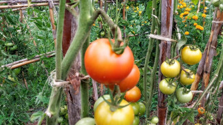 Cuma Modal Dak Rumah, Panen Tomat Bisa Sampai 3 Kilo! Ini Cara Meracik Pupuknya