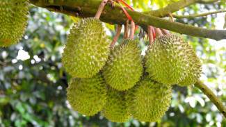 Pecinta Durian Wajib Tahu! Durian Bawor dengan Daging Tebal dan Aroma Memikat Ini Bikin Ketagihan