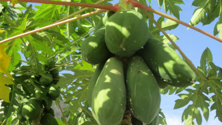 Cuma Modal Biji Pepaya, Pekarangan Rumah Bisa Panen Buah Manis Melimpah Tanpa Ribet!