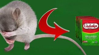Merica Bikin Tikus Trauma Balik Lagi! Coba Sekali, Rumah Auto Bebas Gangguan Tanpa Perangkap!