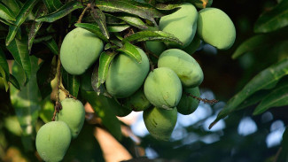 Tips Memaksa Pohon Mangga Berbuah, Langsung Panen dalam Waktu Beberapa Minggu Saja!