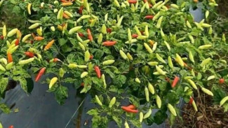 Pengen Tanaman Cabai Rawit Kamu Lebat dan Daun Bebas Keriting? Pakai 3 Bahan Dapur Ini!