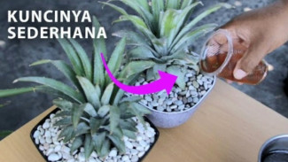 Unik! Hiasan Meja dari Potongan Atas Buah Nanas, Begini Cara Bikinnya