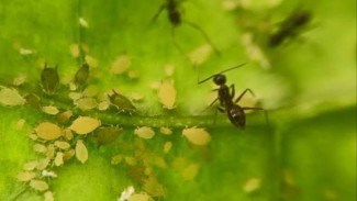 Keren Banget! Begini Cara Basmi Kutu Daun pada Tanaman yang Bikin Semut Ikutan Kabur