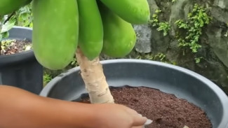 Teras Rumah Bisa Jadi Kebun! Begini Cara Menanam Pepaya di Pot Biar Cepat Berbuah