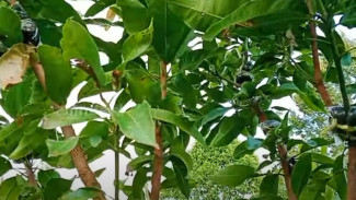 Pohon Mangga Kamu Sudah Terlanjur Tinggi? Coba Cangkok Massal ala Cara Ini, Hasilnya Gila!