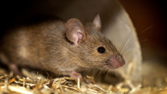 Tips Usir Tikus di Dapur Menggunakan Bahan Masak, Tikus Auto Ketar-ketir!