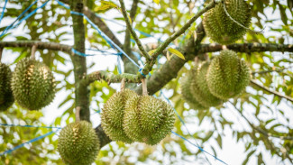 Salah Pangkas Durian Bisa Gagal Panen Seumur Hidup! Ini Cara Biar Buahnya Nggak Cuma Harapan