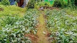 Jangan Anggap Remeh! Gigitannya Kecil, Tapi Tikus Bisa Hancurkan Lahan Ubi Ungu