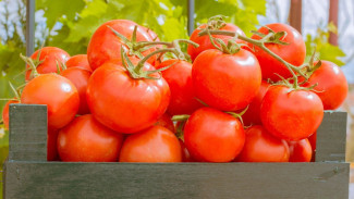 Panen Tomat Dua Kali! Ini Rahasia Pupuk yang Bikin Buah Gede-Gede dan Nggak Busuk Ujung