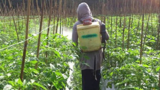 Cara Tepat Menyemprotkan Insektisida pada Tanaman yang Terserang Hama, Anti Gagal Panen!