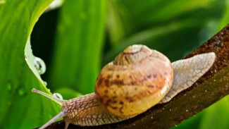 Cara Ampuh Membasmi Hama Keong di Tanaman Padi, Modal Kulit Jengkol