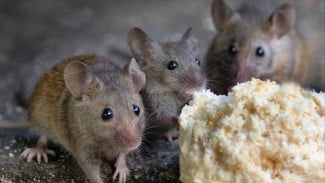 Tips Basmi Hama Tikus di Sawah Secara Alami, Sat-set Anti Rugi!