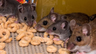 Tips Usir Tikus Menggunakan Bahan Dapur, Solusi Ekonomis dan Praktis yang Sangat Bermanfaat!