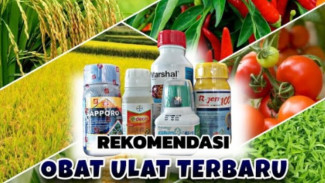 5 Rekomendasi Insektisida yang Ampuh Basmi Hama Ulat, Tanaman Sehat dengan Buah Lebat!