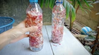 Tips Sederhana Membuat Pestisida dari Kulit Bawang, Hama Musnah Panen Melimpah