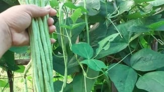 Cukup Gunakan Pot, Anda Bisa Panen Kacang Panjang Setiap Hari, Ini Cara Menanamnya