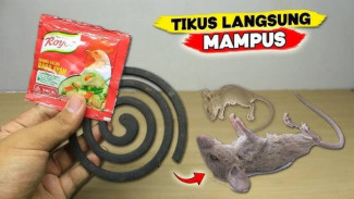 Resep Adonan Maut yang Bikin Tikus Mampus, Mudah dan tak Perlu Mahal!