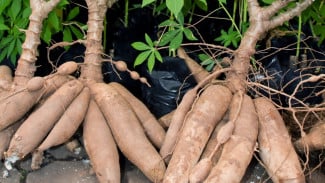 Petani Wajib Tahu! 5 Trik Merawat Singkong Biar Umbinya Gede-Gede