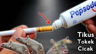 Putung Rokok Jangan Dibuang! Bisa Jadi Semprotan Sakti Usir Kecoa, Tikus & Laba-laba
