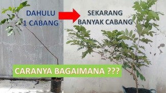 Trik Mengatasi Tanaman Kelengkeng tidak Berkembang, Mudah dan Ampuh dalam Sebulan