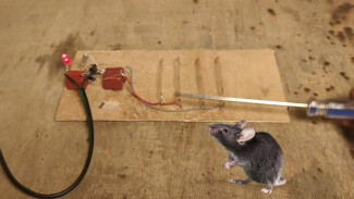 Alat Setrum Tikus Super Ampuh dari Barang Bekas, Tikus Auto Pergi Selamanya!