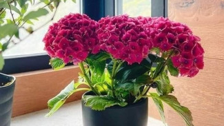 Jangan Salah! Inilah Cara Memindahkan Tanaman Hias dari Polybag ke Pot, Rumah Jadi Semakin Cantik
