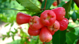 Yuk Intip Cara Menanam Jambu Air dalam Pot, Bisa Dapat Omzet Jutaan saat Panen Raya!
