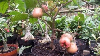 Bikin Tetangga Melongo! Ini Trik Jitu Pohon Jambu Air Pendek Berbuah Lebat