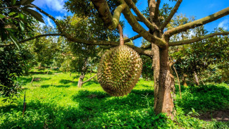 Tanam Durian Tak Lagi Ribet! Coba Sistem Busut Biar Cepat Besar dan Panen Lebat
