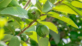 Petik Jambu Kristal Tiap Minggu! Rahasia Panen Harian dari Satu Pohon yang Wajib Dicoba Petani