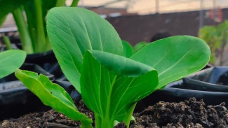 Musim Hujan Tiba! Awas Ancaman Akar Membusuk Mengintai Tanaman dalam Pot/Polybag, Ini Trik Mengatasinya