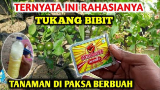 Keren Banget! Racikan Pupuk Ini Bisa Bikin Tanaman Berbuah di Luar Musim, Yuk Coba!