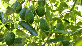 Buah Sering Rontok Sebelum Matang? Coba Trik Pupuk Ajaib dan Potong Tunas Ini Sekarang Juga!