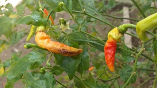 Tanpa Pestisida! Ini Tips Mengatasi Lalat Buah pada Tanaman Cabai, Mudah Tanpa Biaya