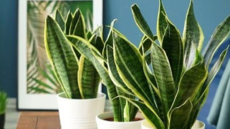 Rahasia Tanaman Hias Rimbun & Besar: Pemula Wajib Tahu Trik Ini!