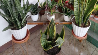 Waspada! 4 Tanaman Hias Ini Cantik tapi Beracun, Jangan Taruh di Rumah!