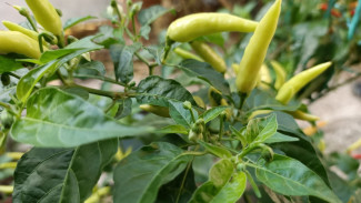 Daun Tanaman Cabai Keriting? Ini Cara Mengatasi Penyakit Daun