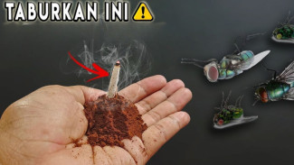 Ampuhnya Kelewatan! Baru Dinyalain Sedikit, Asap Kopi Ini Bikin Lalat Kabur Tanpa Sopan Santun