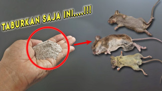 Tikus Nangis dan Kabur Massal! Ternyata Campuran Aneh Ini Ampuh Usir Mereka Sampai ke Sarangnya!