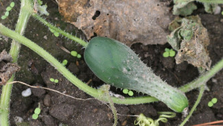 Solusi Atasi Buah Timun tidak Sempurna, Mudah Tanpa Bahan Kimia