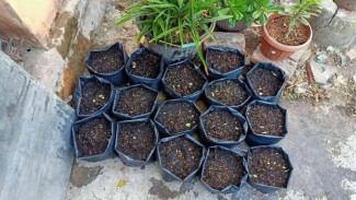 Keren! Ini Cara Menghemat Media Tanam Tapi Polybag Tetap Penuh dan Subur