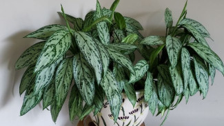 Tanaman Hias Aglaonema Jadi Banyak, Cuma Pakai Trik Stek Batang!