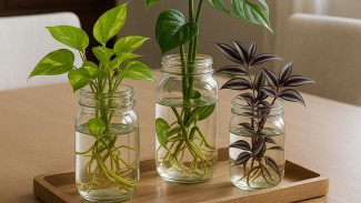 10 Tanaman Hias Cantik yang Bisa Tumbuh tanpa Tanah, Perawatannya Juga Mudah!